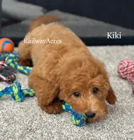 Kiki, a female Miniature Goldendoodle for sale in Milford, IN – 3 of 8