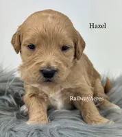 Hazel, a female English Goldendoodle for sale in Milford, IN – 1 of 1