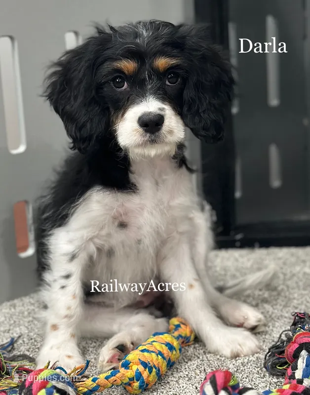 Darla – Cavapoo puppy for sale in Milford, IN
