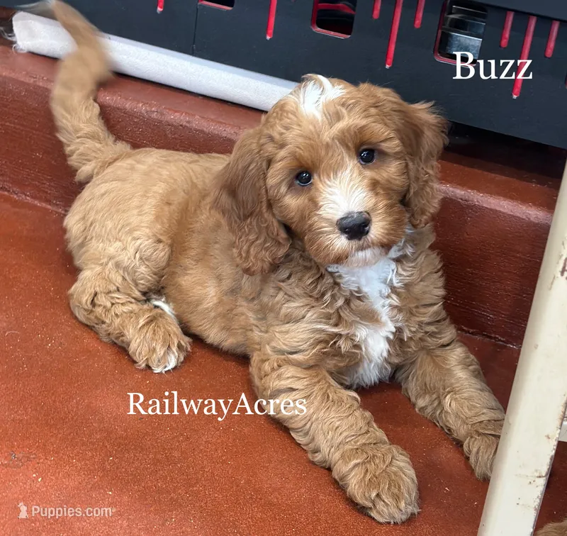 Buzz – Miniature Goldendoodle puppy for sale in Milford, IN