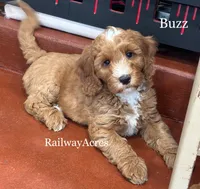 Buzz, a male Miniature Goldendoodle for sale in Milford, IN – 1 of 4