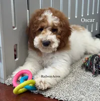 Oscar-Petite, a male Miniature Goldendoodle for sale in Milford, IN – 4 of 8