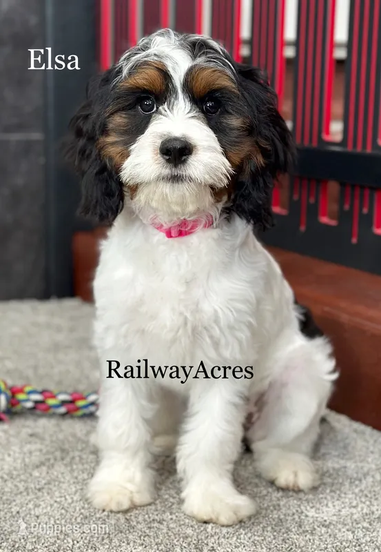 Elsa – Cavapoo puppy for sale in Milford, IN