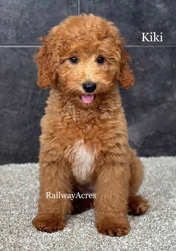 Kiki – Miniature Goldendoodle puppy for sale in Milford, IN
