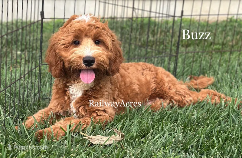 Buzz – Miniature Goldendoodle puppy for sale in Milford, IN