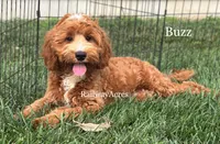Buzz, a male Miniature Goldendoodle for sale in Milford, IN – 1 of 9