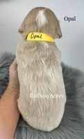 Opal, a female English Goldendoodle for sale in Milford, IN – 2 of 2