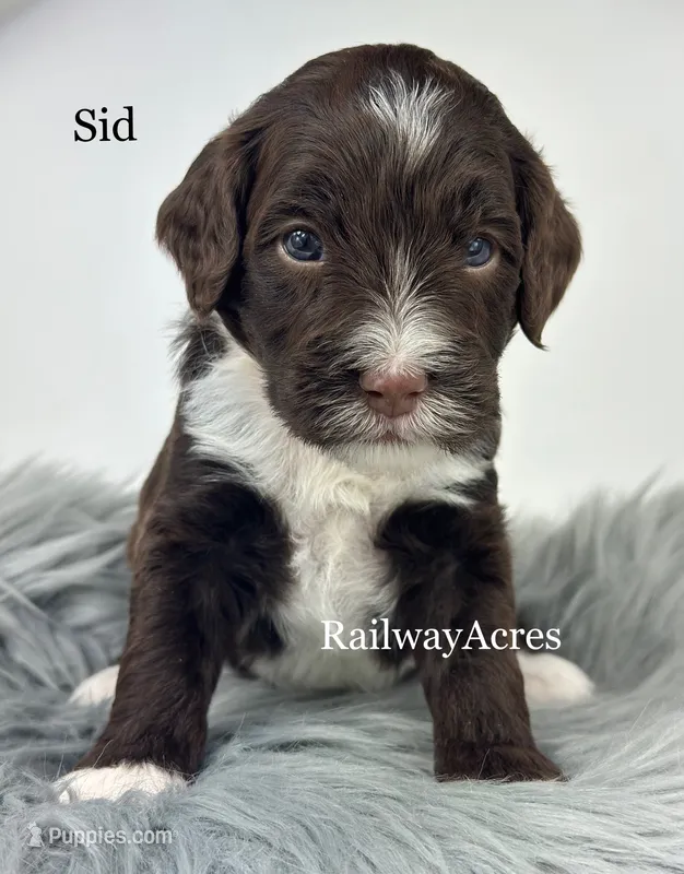 Sid – Golden Mountain Doodle puppy for sale in Milford, IN