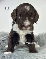 Sid, a male Golden Mountain Doodle for sale in Milford, IN – 1 of 1