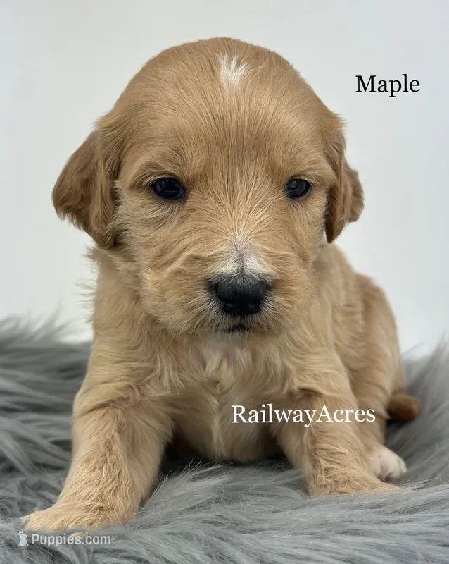 Maple – English Goldendoodle puppy for sale in Milford, IN