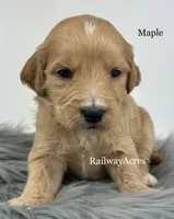 Maple, a female English Goldendoodle for sale in Milford, IN – 1 of 1