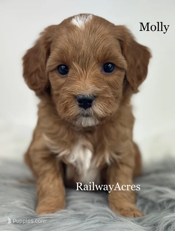 Molly – Miniature Goldendoodle puppy for sale in Milford, IN