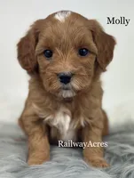 Molly, a female Miniature Goldendoodle for sale in Milford, IN – 3 of 4