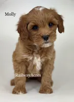 Molly, a female Miniature Goldendoodle for sale in Milford, IN – 2 of 4