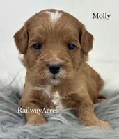 Molly, a female Miniature Goldendoodle for sale in Milford, IN – 4 of 4