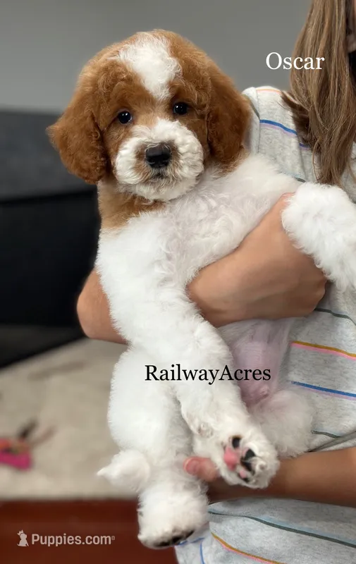Oscar-Petite – Miniature Goldendoodle puppy for sale in Milford, IN