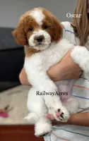 Oscar-Petite, a male Miniature Goldendoodle for sale in Milford, IN – 1 of 4