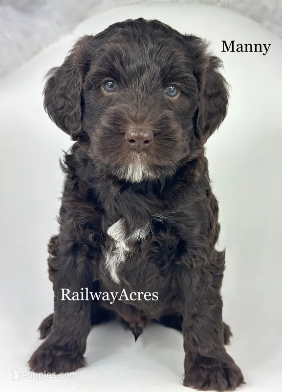 Manny – Golden Mountain Doodle puppy for sale in Milford, IN