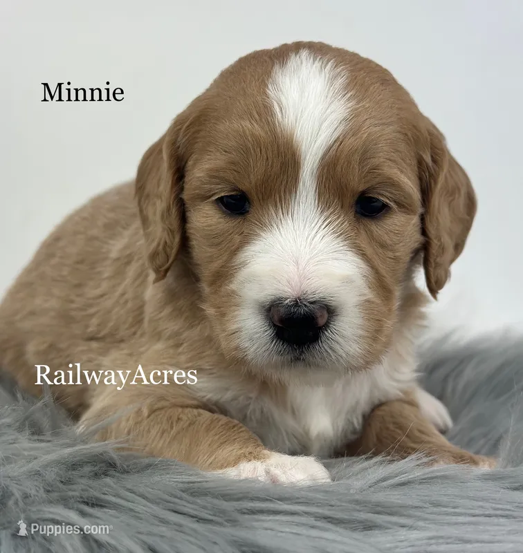 Minnie- F1 Standard – English Goldendoodle puppy for sale in Milford, IN