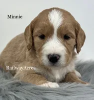 Minnie- F1 Standard, a female English Goldendoodle for sale in Milford, IN – 1 of 2