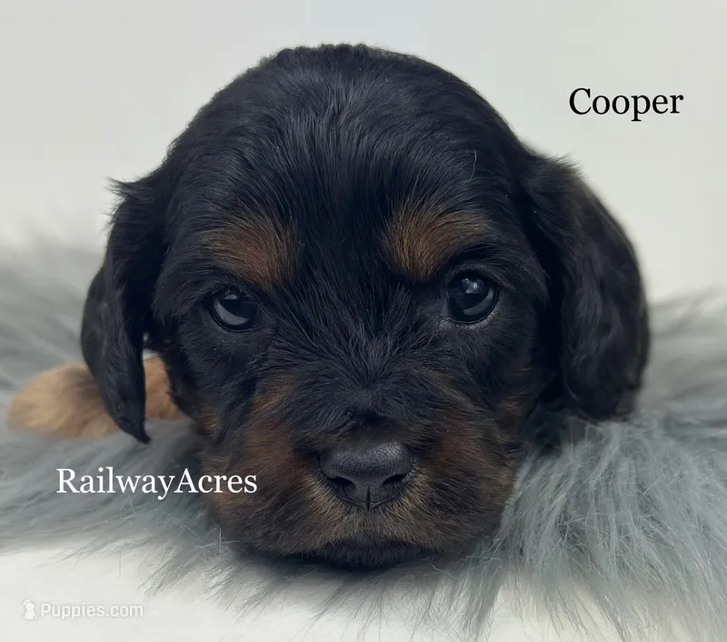Cooper – Cavapoo puppy for sale in Milford, IN