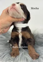 Mocha, a female Miniature Bernedoodle for sale in Milford, IN – 2 of 2