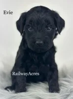 Evie, a female Miniature Goldendoodle for sale in Milford, IN – Photo 2 of 2
