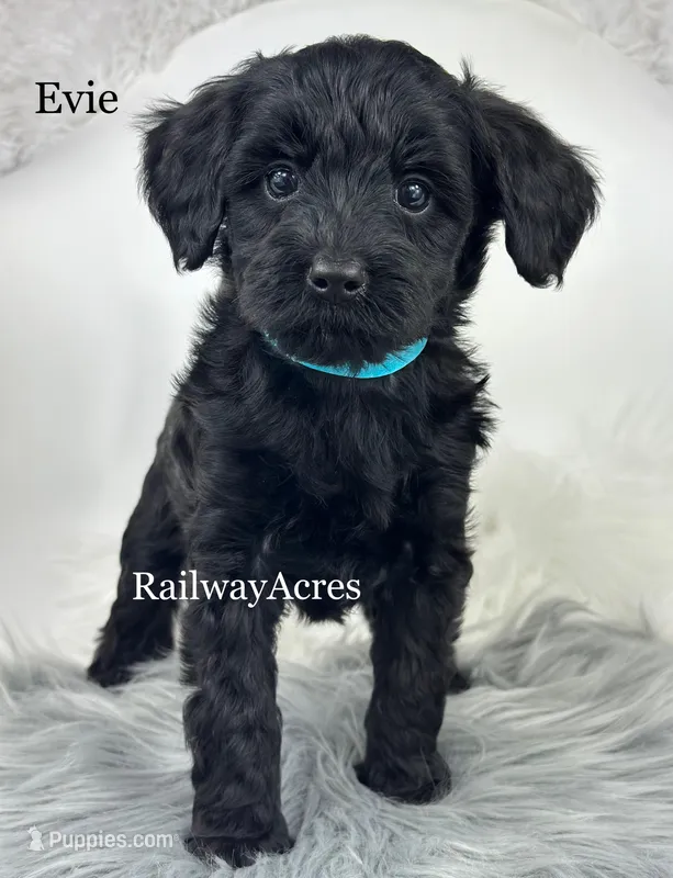 Evie – Miniature Goldendoodle puppy for sale in Milford, IN