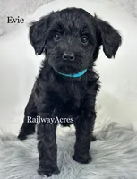 Evie, a female Miniature Goldendoodle for sale in Milford, IN – Photo 1 of 2