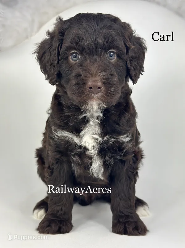 Carl – Golden Mountain Doodle puppy for sale in Milford, IN