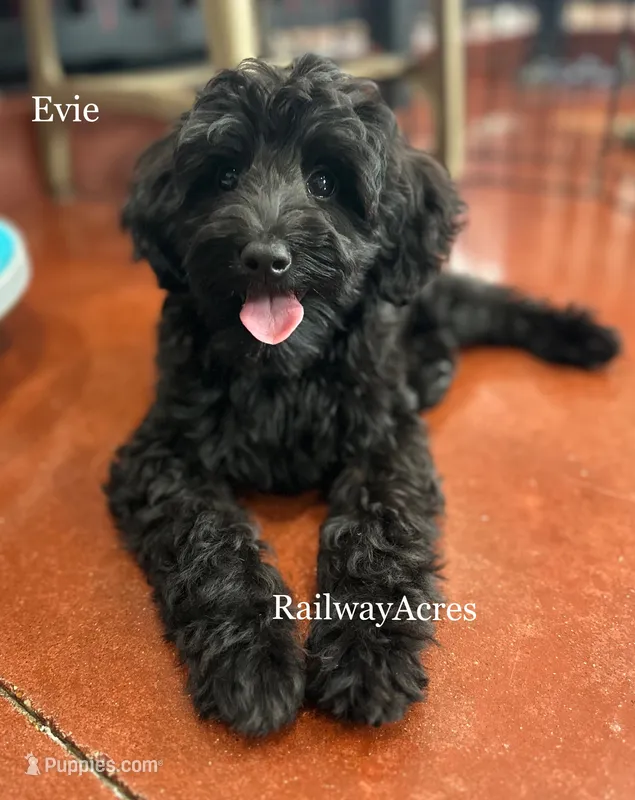 Evie – Miniature Goldendoodle puppy for sale in Milford, IN