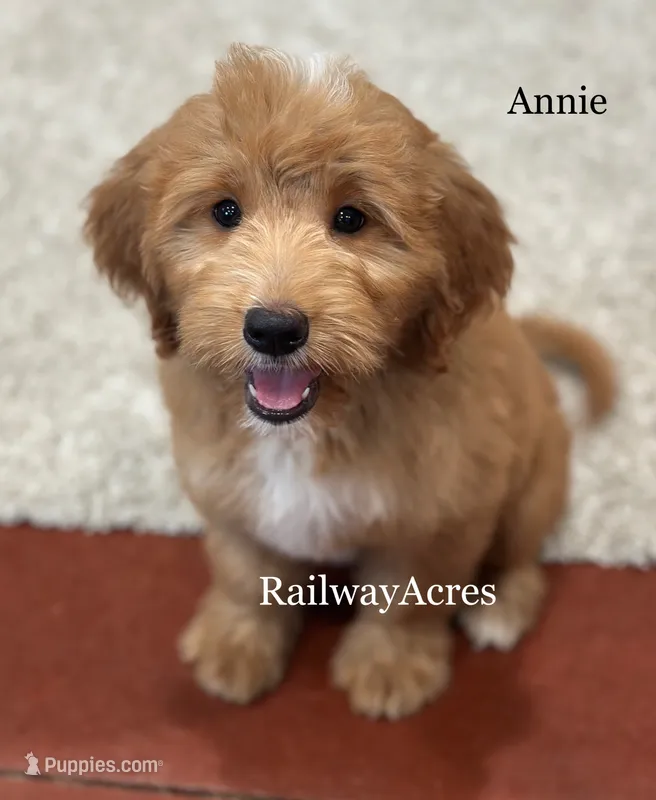 Annie-Medium – Goldendoodle puppy for sale in Milford, IN