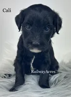 Cali, a female Miniature Goldendoodle for sale in Milford, IN – Photo 2 of 2