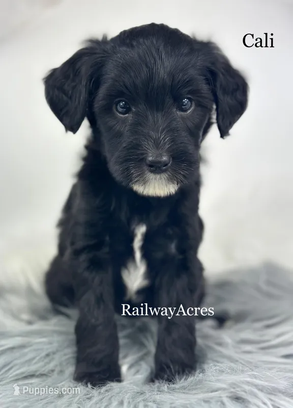 Cali – Miniature Goldendoodle puppy for sale in Milford, IN