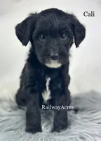 Cali, a female Miniature Goldendoodle for sale in Milford, IN – Photo 1 of 2