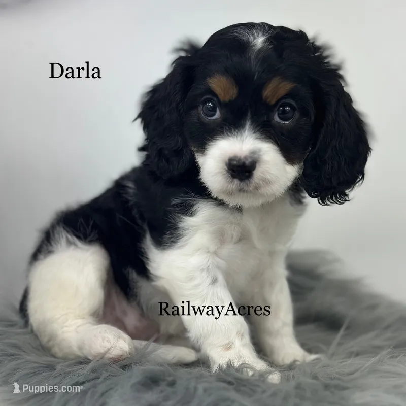 Darla – Cavapoo puppy for sale in Milford, IN