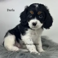 Darla, a female Cavapoo for sale in Milford, IN – 2 of 8