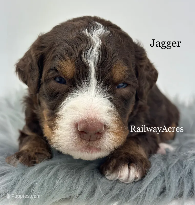 Jagger – Miniature Bernedoodle puppy for sale in Milford, IN