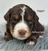 Jagger, a male Miniature Bernedoodle for sale in Milford, IN – 1 of 2