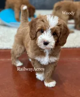 Woody, a male Miniature Goldendoodle for sale in Milford, IN – 1 of 4