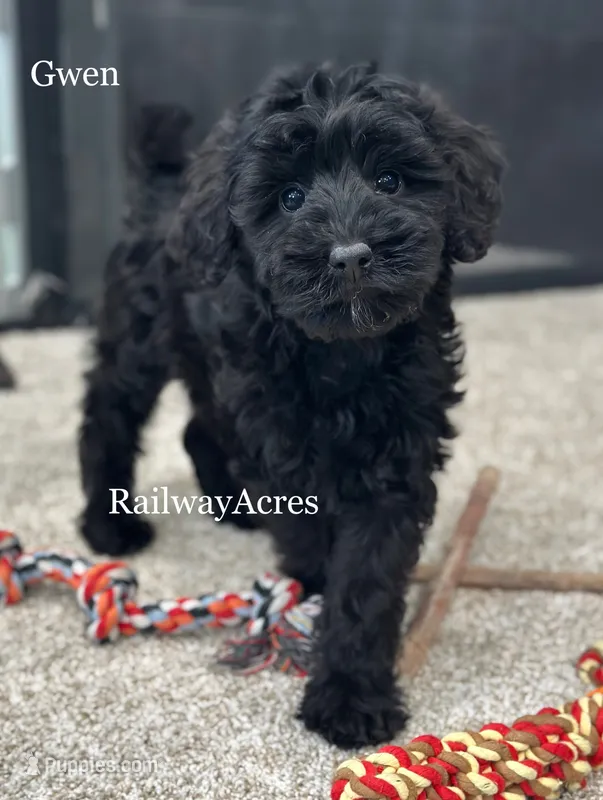 Gwen – Miniature Goldendoodle puppy for sale in Milford, IN
