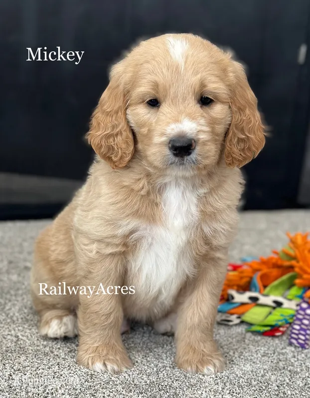 Mickey- F1 Standard – English Goldendoodle puppy for sale in Milford, IN