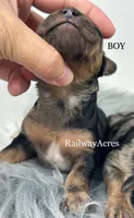 Boy 1-Merle, a male Miniature Goldendoodle for sale in Milford, IN – 2 of 2