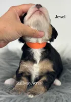 Jewel, a female Miniature Bernedoodle for sale in Milford, IN – 2 of 2