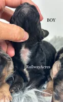 Boy 3- Blk Phantom, a male Miniature Goldendoodle for sale in Milford, IN – 2 of 2