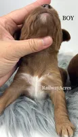 Boy 2, a male Miniature Goldendoodle for sale in Milford, IN – 2 of 2