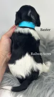 Baxter, a male Cavapoo for sale in Milford, IN – 3 of 4