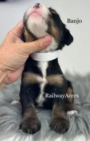 Banjo, a male Miniature Bernedoodle for sale in Milford, IN – 2 of 2