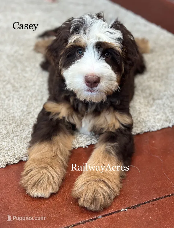 Casey – Miniature Bernedoodle puppy for sale in Milford, IN