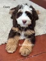 Casey, a female Miniature Bernedoodle for sale in Milford, IN – 1 of 4